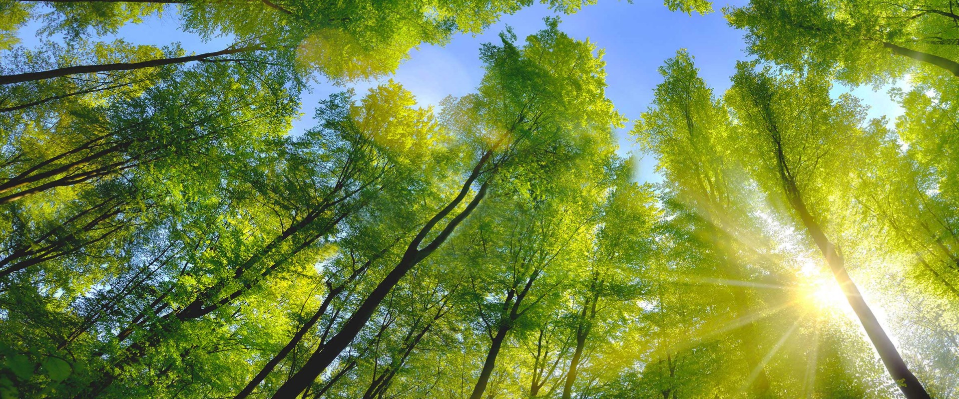  Лиственный лес в солнечном свете под голубым небом
