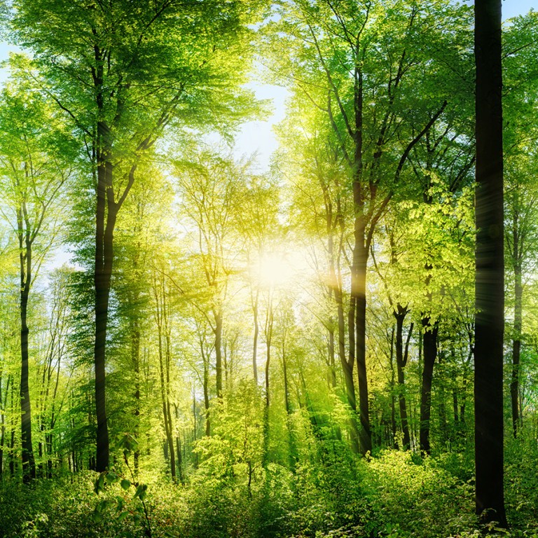 Зелёный лес, залитый солнечным светом 